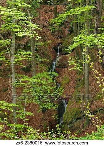Salt de la Gitana brook at Pla de Graners area. Montseny Natural Park. Barcelona province, Catalonia, Spain. View Large Photo Image Stock Photograph - Salt de la Gitana brook at Pla de Graners area. Montseny Natural Park. Barcelona province, Catalonia, Spain.. Fotosearch