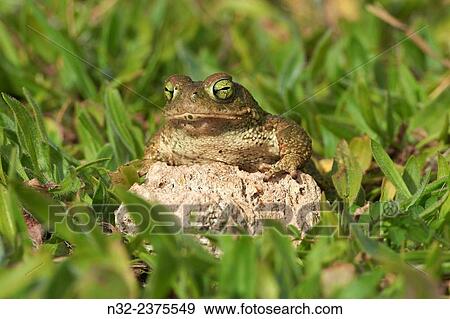 Sapo Corredor, Natterjack Toad, Bufo calamita, Benalmadena, Malaga, Andalusia, Spain. View Large Photo Image Stock Photo - Sapo Corredor, Natterjack Toad, Bufo calamita, Benalmadena, Malaga, Andalusia, Spain.. Fotosearch