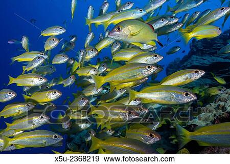 Schooling Yellow-striped Goatfish (Mulloidichthys vanicolensis). Great Barrier Reef, Queensland, Australia. View Large Photo Image Stock Photo - Schooling Yellow-striped Goatfish (Mulloidichthys vanicolensis). Great Barrier Reef, Queensland, Australia.. Fotosearch