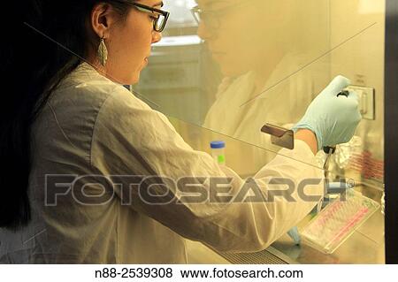 Scientist hands in a safety cabin working with dangerous virus View Large Photo Image Stock Photo - Scientist hands in a safety cabin working with dangerous virus. Fotosearch