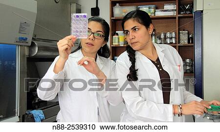 Stock Image - Scientist looking at virus infected cell plate. Fotosearch