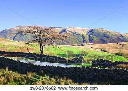 Stock Image - Scots pine by drystone walled road. Kirk Stone Pass, Lake District National Park, Cumbria England UK.. Fotosearch