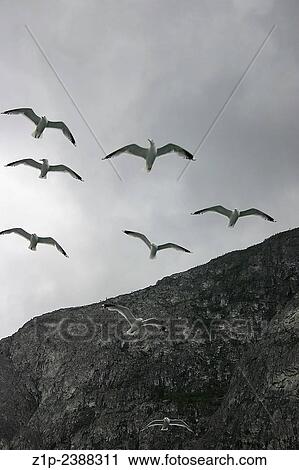 Stock Image - Seagulls surrounding the fiord, Sojnefiord, Norway.. Fotosearch