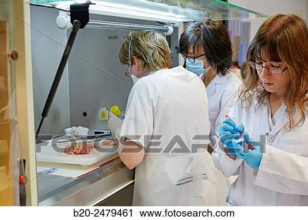 Selecting brain tissue sample, Anatomic Pathology, Hospital Donostia, San Sebastian, Gipuzkoa, Basque Country, Spain View Large Photo Image Stock Image - Selecting brain tissue sample, Anatomic Pathology, Hospital Donostia, San Sebastian, Gipuzkoa, Basque Country, Spain. Fotosearch