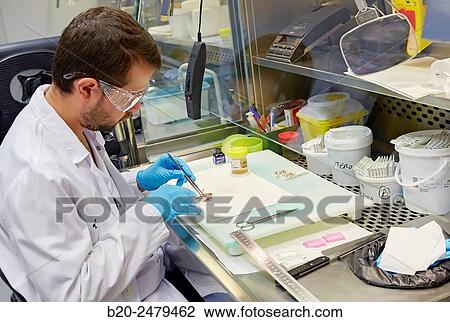 Selecting tissue sample, Anatomic Pathology, Hospital Donostia, San Sebastian, Gipuzkoa, Basque Country, Spain View Large Photo Image Stock Image - Selecting tissue sample, Anatomic Pathology, Hospital Donostia, San Sebastian, Gipuzkoa, Basque Country, Spain. Fotosearch