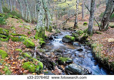 Sestil stream in Canencia birch. Sierra de Guadarrama. Madrid. Spain. View Large Photo Image Stock Image - Sestil stream in Canencia birch. Sierra de Guadarrama. Madrid. Spain.. Fotosearch