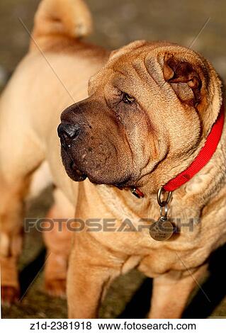 Shar Pei. Breed of dog. The face only a mother would love. View Large Photo Image Stock Photo - Shar Pei. Breed of dog. The face only a mother would love.. Fotosearch