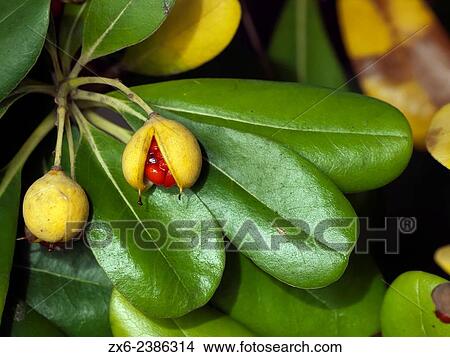 Shrub fruit. Roc de Sant Gaiet? á suburb, Roda de Bar? village. Tarragona province, Catalonia, Spain. View Large Photo Image Picture - Shrub fruit. Roc de Sant Gaiet? á suburb, Roda de Bar? village. Tarragona province, Catalonia, Spain.. Fotosearch