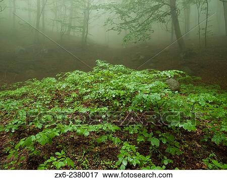 Small plants of beech trees in the misty beech forest. Montseny Natural Park. Barcelona province, Catalonia, Spain. View Large Photo Image Stock Photo - Small plants of beech trees in the misty beech forest. Montseny Natural Park. Barcelona province, Catalonia, Spain.. Fotosearch