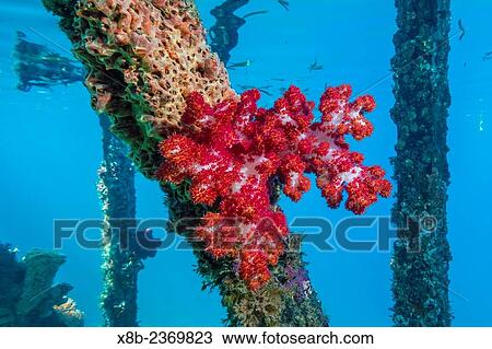 Soft corals cling to the dock on Sebayur Island, Komodo National Park, Indonesia. View Large Photo Image Stock Image - Soft corals cling to the dock on Sebayur Island, Komodo National Park, Indonesia.. Fotosearch
