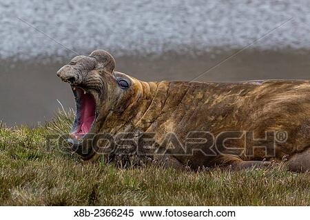 Southern elephant seal bull, Mirounga leonina, in Stromness Harbor, South Georgia, UK Overseas Protectorate. View Large Photo Image Stock Photography - Southern elephant seal bull, Mirounga leonina, in Stromness Harbor, South Georgia, UK Overseas Protectorate.. Fotosearch
