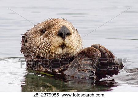 Southern Sea Otter rests as it floats on it's back in kelp with it's paws out of the water to conserve heat. View Large Photo Image Stock Photography - Southern Sea Otter rests as it floats on it's back in kelp with it's paws out of the water to conserve heat.. Fotosearch