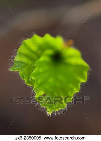 Sprout of beech trees (Fagus sylvatica). Montseny Natural Park. Barcelona province, Catalonia, Spain. View Large Photo Image Stock Photography - Sprout of beech trees (Fagus sylvatica). Montseny Natural Park. Barcelona province, Catalonia, Spain.. Fotosearch