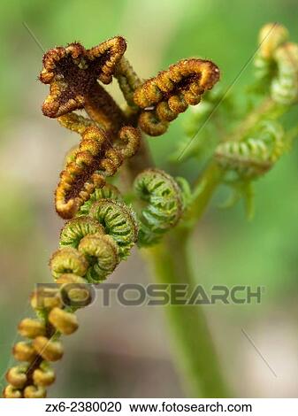 Sprout of Common bracken or fern (Pteridium aquilinum). Montseny Natural Park. Barcelona province, Catalonia, Spain. View Large Photo Image Stock Image - Sprout of Common bracken or fern (Pteridium aquilinum). Montseny Natural Park. Barcelona province, Catalonia, Spain.. Fotosearch