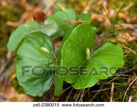 Sprouts of beech trees, detail. (Fagus sylvatica). Montseny Natural Park. Barcelona province, Catalonia, Spain. View Large Photo Image Stock Photography - Sprouts of beech trees, detail. (Fagus sylvatica). Montseny Natural Park. Barcelona province, Catalonia, Spain.. Fotosearch