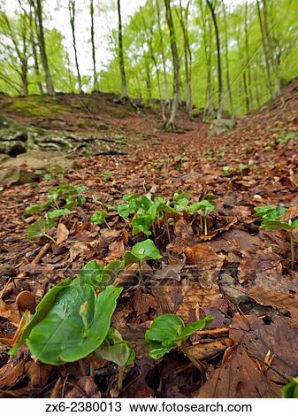 Sprouts of beech trees (Fagus sylvatica) in springtime. Montseny Natural Park. Barcelona province, Catalonia, Spain. View Large Photo Image Stock Image - Sprouts of beech trees (Fagus sylvatica) in springtime. Montseny Natural Park. Barcelona province, Catalonia, Spain.. Fotosearch
