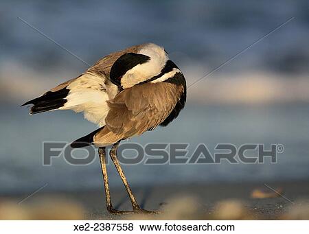 Stock Photo - Spur-winged Lapwing or Spur-winged Plover Vanellus spinosus, Crete. Fotosearch