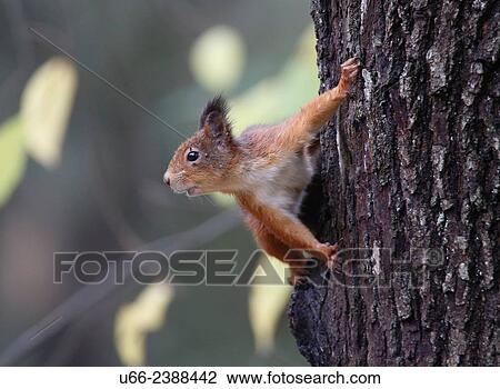 Stock Image - Squirrel (Sciurus vulgaris). Fotosearch