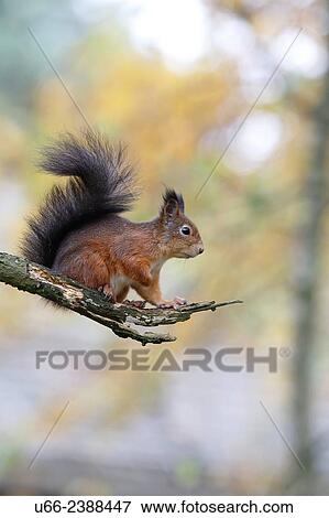 Stock Photo - Squirrel (Sciurus vulgaris). Fotosearch