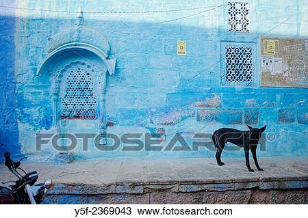 Stray dog in a coloful alley of Jodhpur. View Large Photo Image Stock Image - Stray dog in a coloful alley of Jodhpur.. Fotosearch