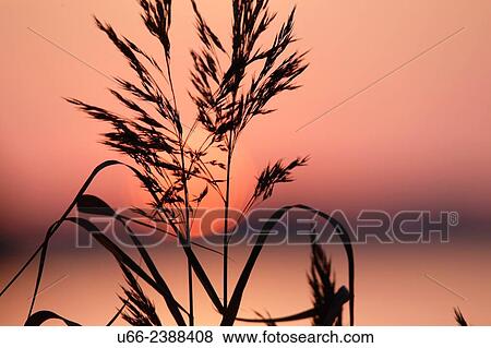 Sunset, M? laren, S÷dermanland, Sweden View Large Photo Image Stock Photo - Sunset, M? laren, S÷dermanland, Sweden. Fotosearch