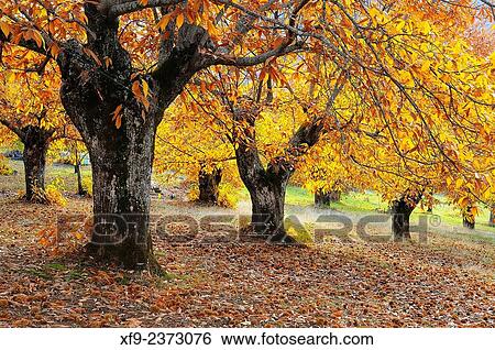 Sweet chestnut tree (Castanea sativa). Villuercas. Cßceres province. Extremadura. Spain. View Large Photo Image Stock Photograph - Sweet chestnut tree (Castanea sativa). Villuercas. Cßceres province. Extremadura. Spain.. Fotosearch