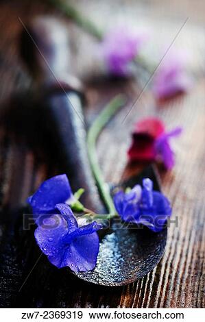 Stock Photo - Sweet Pea flowers with hand trowel on wet wooden garden bench.. Fotosearch