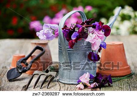 Sweet pea Lathyrus Oderatus cut flowers in metal watering can surrounded by terracotta plant pots and hand tools. View Large Photo Image Stock Photo - Sweet pea Lathyrus Oderatus cut flowers in metal watering can surrounded by terracotta plant pots and hand tools.. Fotosearch