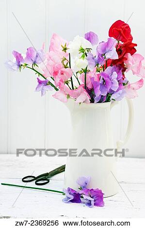 Stock Photograph - Sweet Peas Lathyrus oderatus in a ceramic jug.. Fotosearch