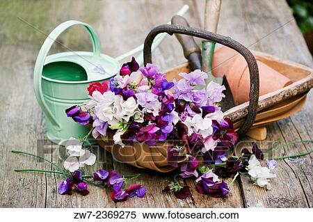 Sweet Peas Lathyrus Oderatus with garden trug on weathered timber table outdoors. View Large Photo Image Stock Photography - Sweet Peas Lathyrus Oderatus with garden trug on weathered timber table outdoors.. Fotosearch