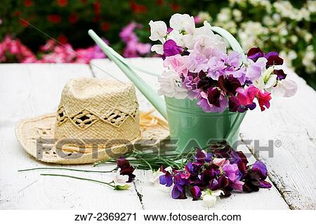 Sweet Peas Lathyrus odoratus in a small metal watering can with hat on a rustic wooden table outdoors. View Large Photo Image Stock Image - Sweet Peas Lathyrus odoratus in a small metal watering can with hat on a rustic wooden table outdoors.. Fotosearch