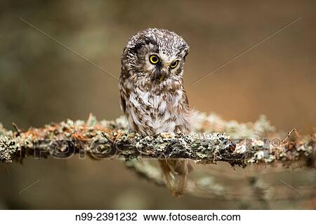 Tengmalm`s owl (Aegolius funereus), sitting on branch with lichens, Czech Republic. View Large Photo Image Stock Image - Tengmalm`s owl (Aegolius funereus), sitting on branch with lichens, Czech Republic.. Fotosearch