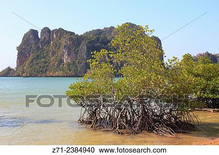 Thailand, Krabi, Railay, mangrove trees, landscape. View Large Photo Image Stock Image - Thailand, Krabi, Railay, mangrove trees, landscape.. Fotosearch
