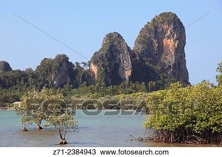 Thailand, Krabi, Railay, mangrove trees, landscape. View Large Photo Image Stock Image - Thailand, Krabi, Railay, mangrove trees, landscape.. Fotosearch