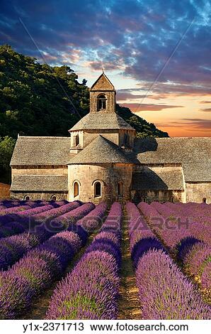 The 12th century Romanesque Cistercian Abbey of Notre Dame of Senanque ( 1148 ) set amongst the flowering lavender fields of Provence near Gordes, France. View Large Photo Image Stock Image - The 12th century Romanesque Cistercian Abbey of Notre Dame of Senanque ( 1148 ) set amongst the flowering lavender fields of Provence near Gordes, France.. Fotosearch