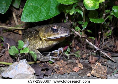 Stock Photo - Toad. Image taken at MBKS Botanical Garden, Kuching, Sarawak, Malaysia.. Fotosearch