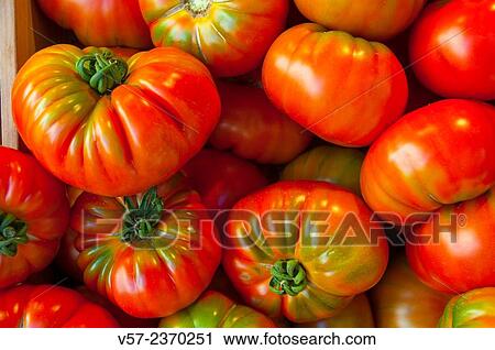 Tomatoes. Close view. View Large Photo Image Stock Image - Tomatoes. Close view.. Fotosearch