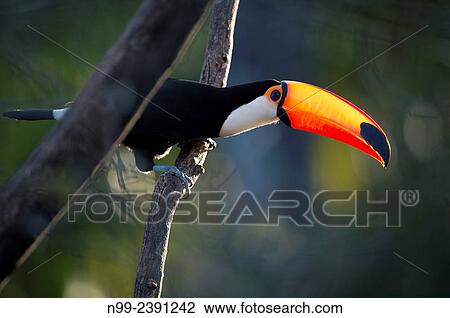 Toso toucan (Ramphastos toco), perching on dead tree, Mato Grosso do Sul, Brazil. View Large Photo Image Stock Image - Toso toucan (Ramphastos toco), perching on dead tree, Mato Grosso do Sul, Brazil.. Fotosearch