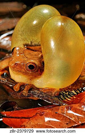 Stock Photo - Trachycephalus coriaceus. Male of Surinam golden-eyed tree frog, with its spectacular vocal sac, singing in a pond. Kaw mountain. French Guiana.. Fotosearch