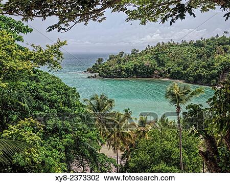 Tropical forest, Samana, Dominican Republic. View Large Photo Image Stock Image - Tropical forest, Samana, Dominican Republic.. Fotosearch