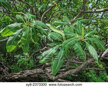 Stock Image - Tropical tree leaves, Guanacaste, Costa-Rica.. Fotosearch