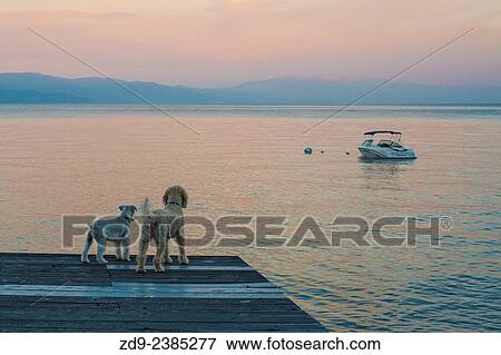 Two dogs gaze across the lake in the dawn light. View Large Photo Image Stock Photo - Two dogs gaze across the lake in the dawn light.. Fotosearch