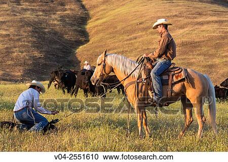 Two wranglers (cowboys) taking care of cattle, California, USA View Large Photo Image Stock Image - Two wranglers (cowboys) taking care of cattle, California, USA. Fotosearch