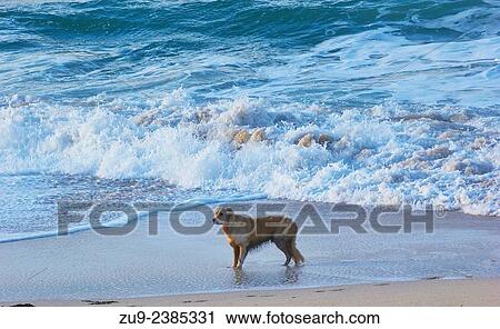 Wet Golden Retriever dog standing on edge of Atlantic ocean, Porthmeor Beach, St Ives, cornwall, England, Europe. View Large Photo Image Stock Image - Wet Golden Retriever dog standing on edge of Atlantic ocean, Porthmeor Beach, St Ives, cornwall, England, Europe.. Fotosearch