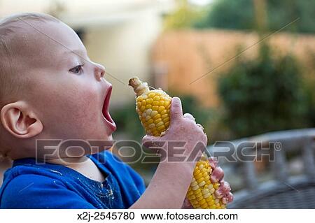 Wheat Ridge, Colorado - Little boy, 15 months old, learns to eat corn on the cob. View Large Photo Image Stock Image - Wheat Ridge, Colorado - Little boy, 15 months old, learns to eat corn on the cob.. Fotosearch