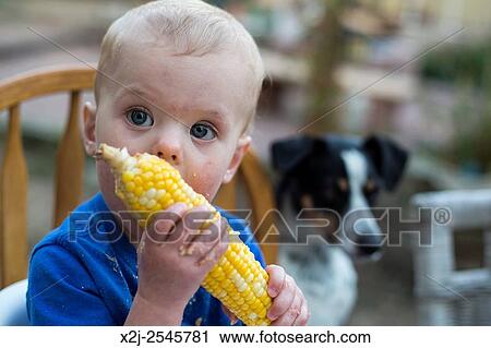 Stock Image - Wheat Ridge, Colorado - Little boy, 15 months old, learns to eat corn on the cob.. Fotosearch