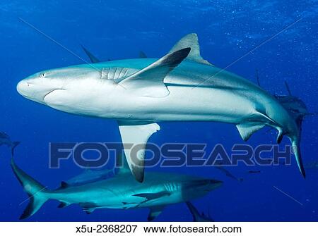 Whitetip reef shark, Triaenodon obesus is a requiem shark in the genus Carcharinidae. View Large Photo Image Stock Photo - Whitetip reef shark, Triaenodon obesus is a requiem shark in the genus Carcharinidae.. Fotosearch