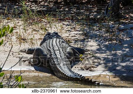 Wild saltwater crocodile, Crocodylus porosus, on the banks of the King George River, Kimberley, Western Australia, Australia. View Large Photo Image Stock Image - Wild saltwater crocodile, Crocodylus porosus, on the banks of the King George River, Kimberley, Western Australia, Australia.. Fotosearch
