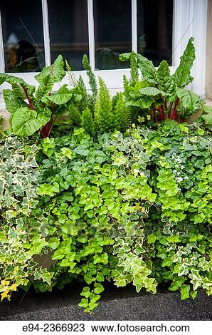Window box of plants in Charleston South Carolina. View Large Photo Image Stock Image - Window box of plants in Charleston South Carolina.. Fotosearch