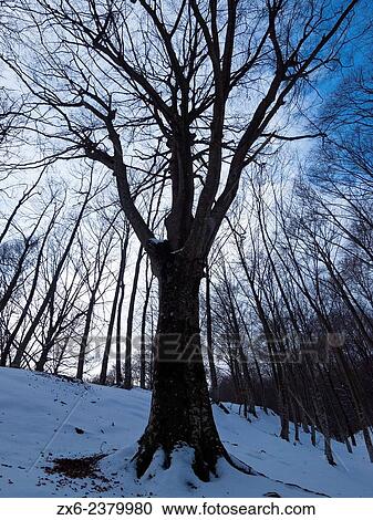 Winter beech forest after snowfall. Sant Mar? al area. Montseny Natural Park. Barcelona province, Catalonia, Spain. View Large Photo Image Stock Image - Winter beech forest after snowfall. Sant Mar? al area. Montseny Natural Park. Barcelona province, Catalonia, Spain.. Fotosearch
